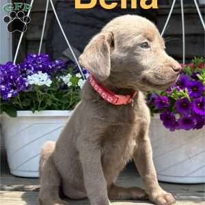 Bella, Silver Labrador Retriever Puppy